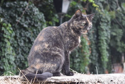 Cat sitting on a tree