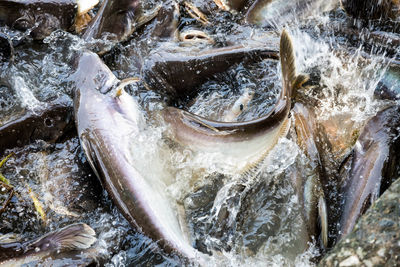 Close-up of fish in river