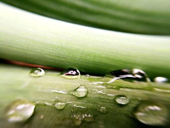 Close-up of water drops on leaf