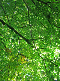 Low angle view of trees