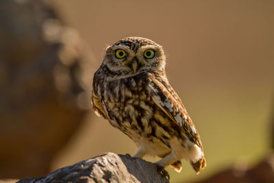 Close-up of owl perching on wood