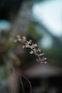 Close-up of purple flowering plant