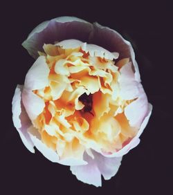 Close-up of rose flower over black background