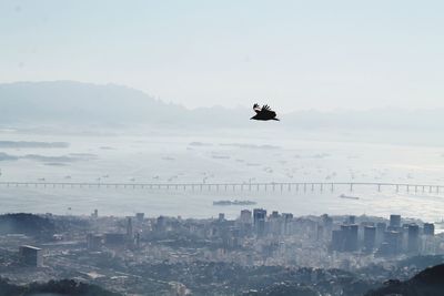View of bird flying over city