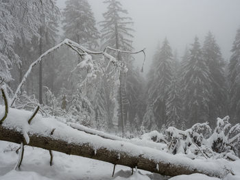Snow covered land and trees