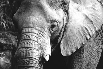 Close-up of elephant