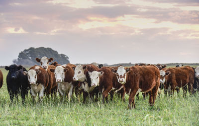 Cows grazing on field against sky