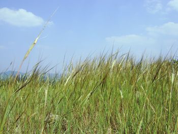 Surface level of grass against the sky