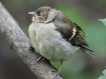 Close-up of bird perching on tree