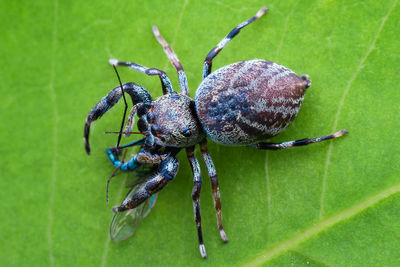 Close-up of spider