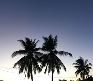 Low angle view of palm trees against sky