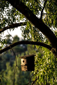 Low angle view of bird perching on tree