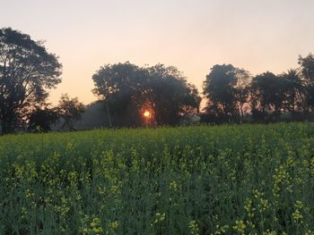Scenic view of field against clear sky