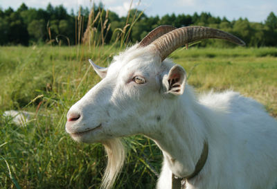 Sheep in a field