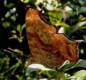 Close-up of leaves on tree trunk