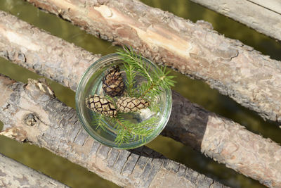 High angle view of snake on wood