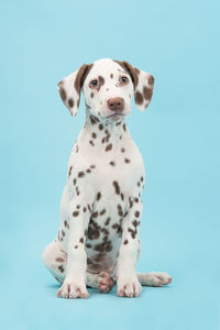 Portrait of a dog sitting against blue background