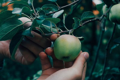 Cropped hands holding growing apple on tree