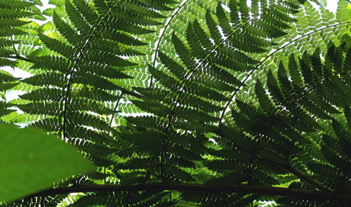 Close-up of palm tree leaves