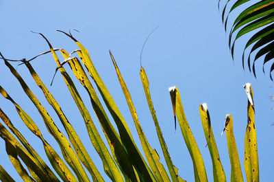 Low angle view of plants against clear sky