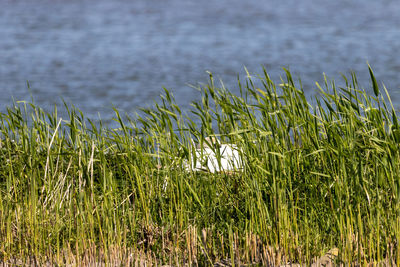 grass