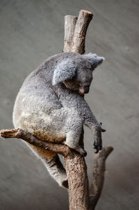 Koalas in zoo zurich