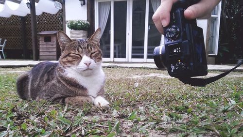 Full length of hand feeding cat