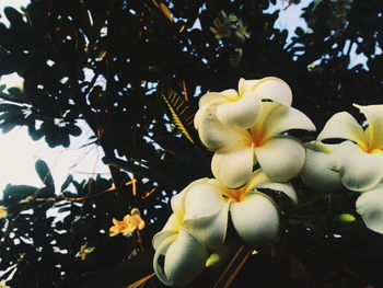 Low angle view of white flowers