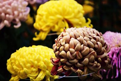 Close-up of flowers