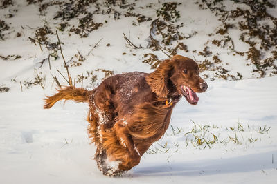 Dog running on snowed landscape