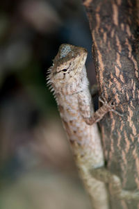 Close-up of lizard on tree trunk