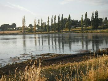 Reflection of trees in lake