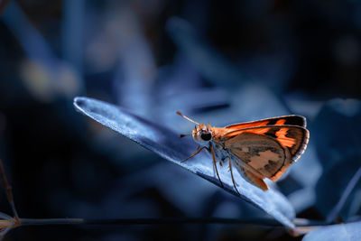 Close-up of butterfly on flower