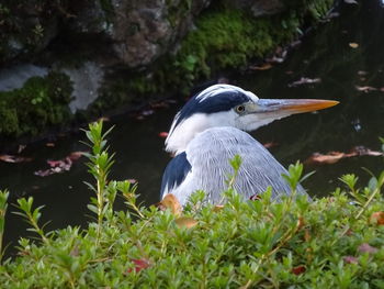 High angle view of gray heron by plants