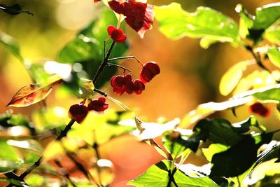 Close-up of berries growing on tree