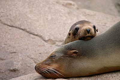 Seal sleeping by pup on rock