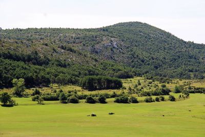 Scenic view of trees on field against sky