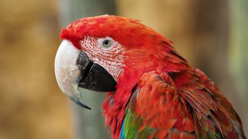 Close-up of a parrot