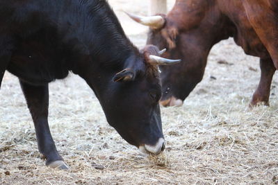 Close-up of horse on field