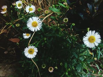 High angle view of white daisies blooming in park