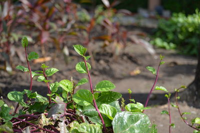 plant