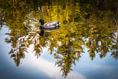 Duck swimming in a lake