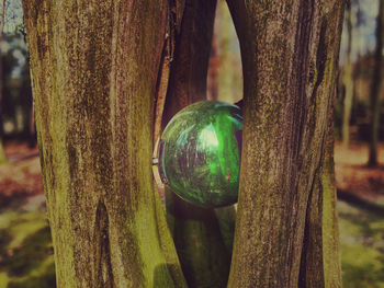 Close-up of green ball hanging on tree trunk