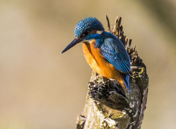 Close-up of kingfisher perching on tree stump