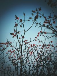 Low angle view of branches against sky