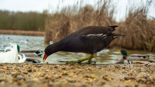 Ducks on lakeshore