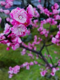 Close-up of pink flowers