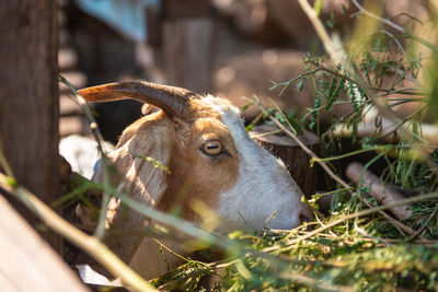 Close-up of a goat on field
