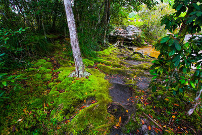 Trees growing in forest