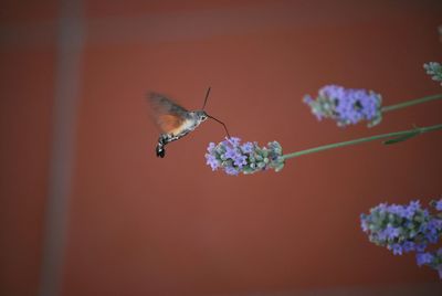 Close-up of insect on flower